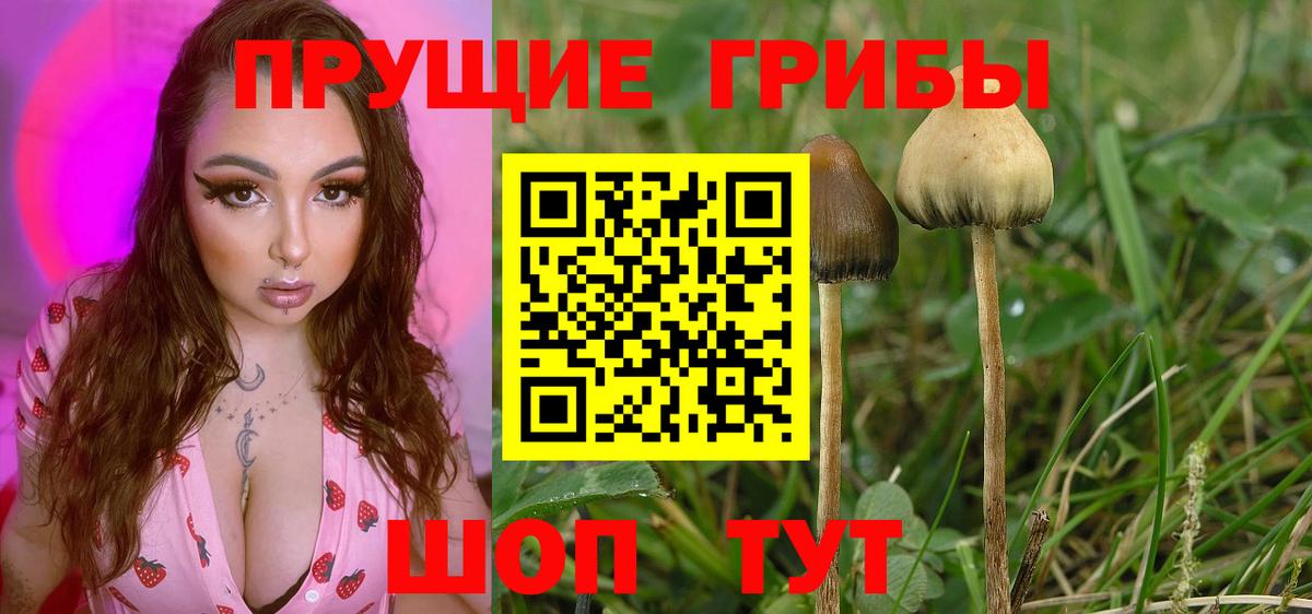 Галлюциногенные грибы GOLDEN TEACHER Верхняя Пышма